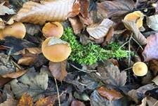 Gifthäubling, Foto 63