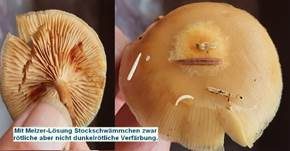 Gifthäubling, Foto 78