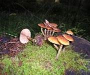 Gifthäubling, Foto 10