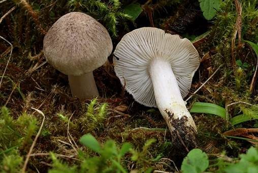 Gilbender Erdritterling, Foto 2
