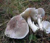 Gilbender Erdritterling, Foto 13