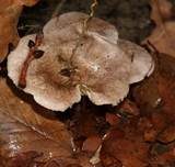 Gilbender Erdritterling, Foto 14