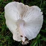 Gilbender Erdritterling, Foto 19