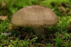 Gilbender Erdritterling, Foto 22