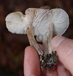 Gilbender Erdritterling, Foto 6