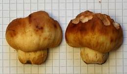 Gilbender Stinktäubling, Foto 17