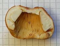 Gilbender Stinktäubling, Foto 19