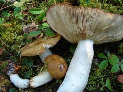 Gilbender Stinktäubling, Foto 4