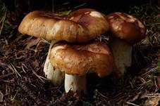 Gilbender Stinktäubling, Foto 8