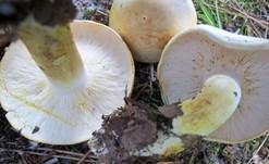 Gilbender Weißritterling, Foto 8