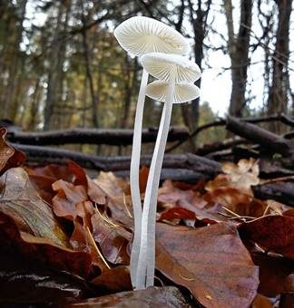 Gipsweißer Helmling, Foto 5