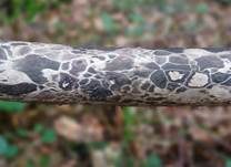 Giraffenholz, Foto 13