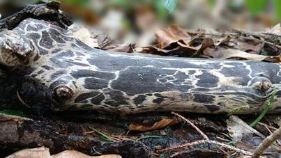 Giraffenholz, Foto 4