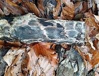 Giraffenholz, Foto 7