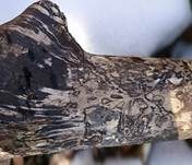 Giraffenholz, Foto 10