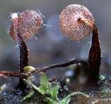 Girlandenpilz, Foto 7