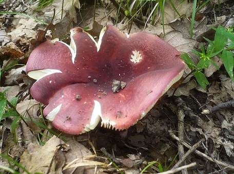 Glänzender Ledertäubling, Foto 2