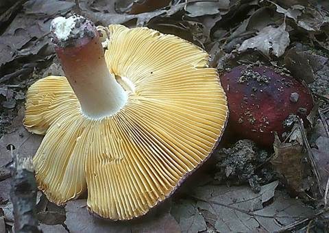 Glänzender Ledertäubling, Foto 3