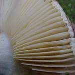 Glänzender Ledertäubling, Foto 13