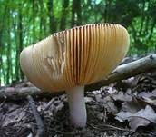Glänzender Ledertäubling, Foto 5