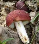 Glänzender Ledertäubling, Foto 6