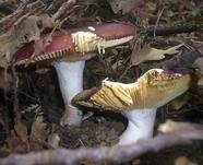 Glänzender Ledertäubling, Foto 7