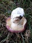 Glänzender Ledertäubling, Foto 8