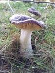 Glänzender Ledertäubling, Foto 9