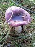 Glänzender Ledertäubling, Foto 10
