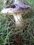 Glänzender Ledertäubling, Foto 11