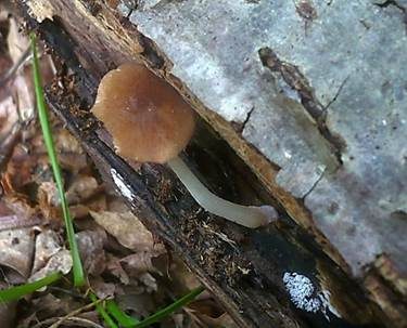 Glänzender Dachpilz, Foto 2