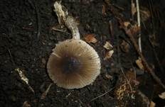 Glänzender Dachpilz, Foto 6
