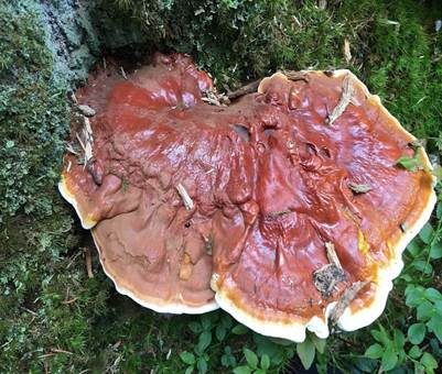 Glänzender Lackporling, Foto 2