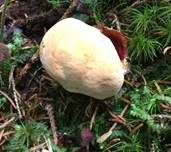 Glänzender Lackporling, Foto 12