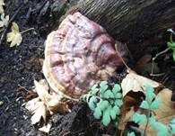 Glänzender Lackporling, Foto 13