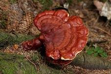 Glänzender Lackporling, Foto 14