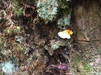 Glänzender Lackporling, Foto 19