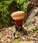 Glänzender Lackporling, Foto 20