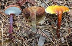 Glänzender Lackporling, Foto 21