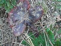 Glänzender Lackporling, Foto 29