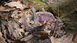 Glänzender Lackporling, Foto 31