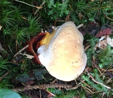 Glänzender Lackporling, Foto 5