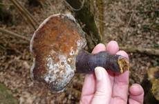 Glänzender Lackporling, Foto 33
