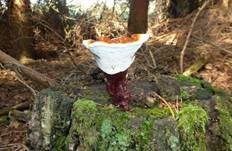 Glänzender Lackporling, Foto 38