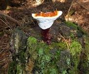 Glänzender Lackporling, Foto 39