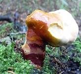 Glänzender Lackporling, Foto 40