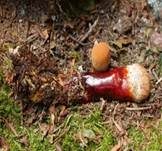 Glänzender Lackporling, Foto 43