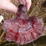 Glänzender Lackporling, Foto 46