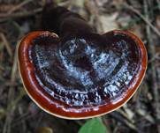 Glänzender Lackporling, Foto 52