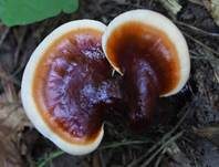 Glänzender Lackporling, Foto 53